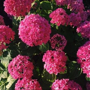 Meet your Posher, Becky